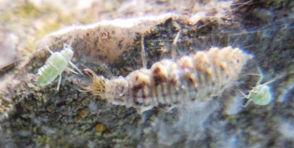 Larva predatrice di afidi - Chrysopa formosa